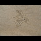 Nach jeder Flut steht bei den Krabben der Hausputz an